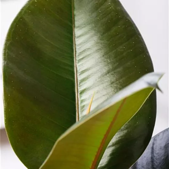 Ficus elastica