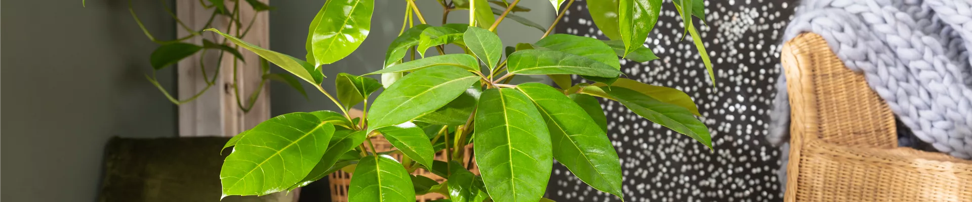 GS650841.jpg GS650841.jpg