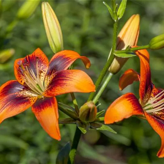 Lilium Asiatic