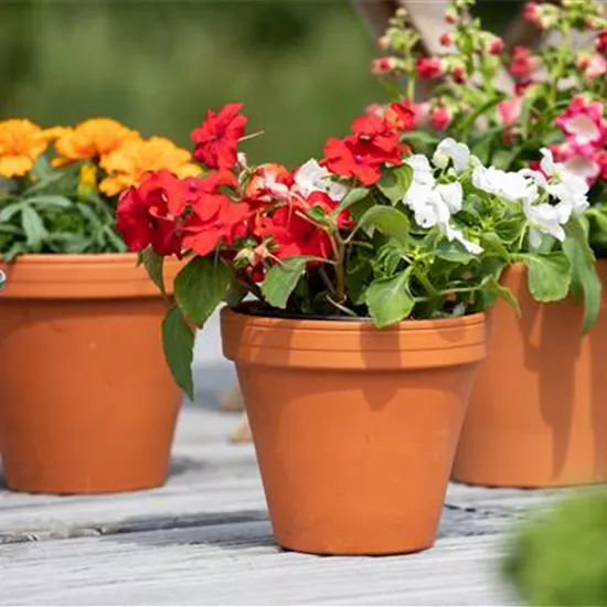 Fleißiges Lieschen pflanzen und den Sommer genießen