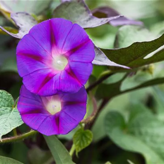 Ipomoea tricolor