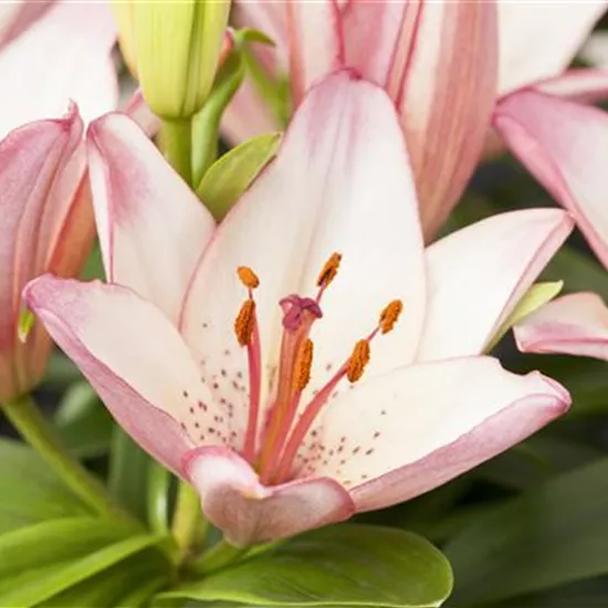 Lilium Oriental