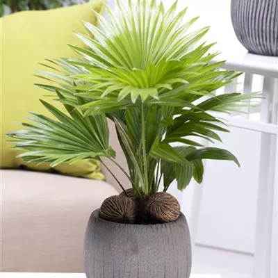 Livistona chinensis Livistona chinensis