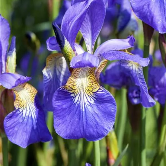 Iris sibirica
