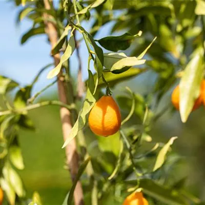 Mediterrane Pflanzen Mediterrane Pflanzen