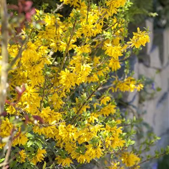 Forsythia x intermedia