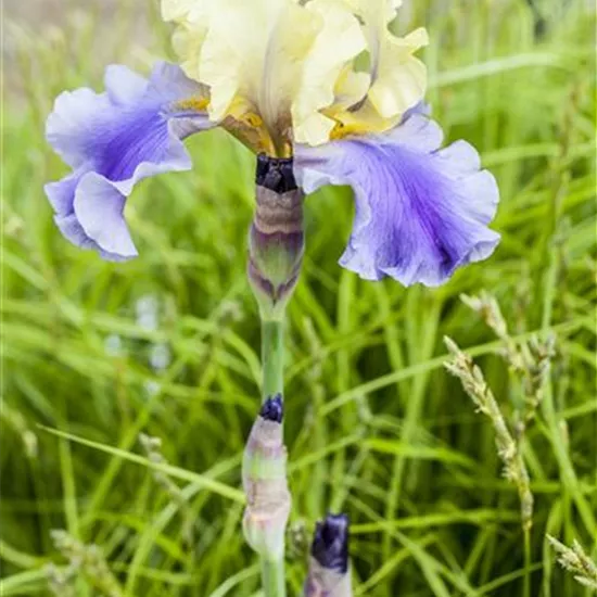 Iris x germanica
