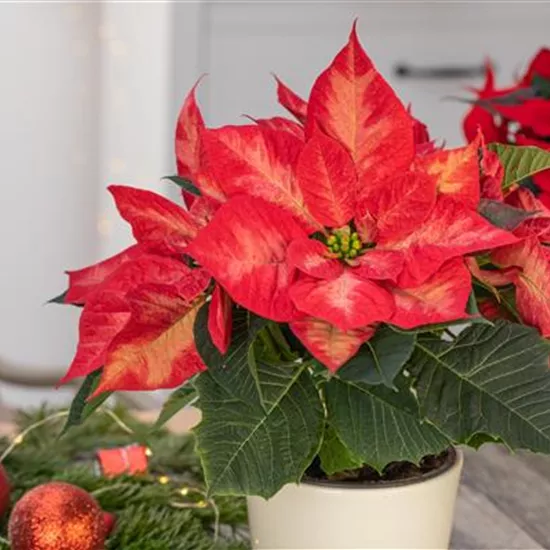 Ein Weihnachtsstern für das ganze Jahr