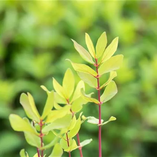 Lonicera caerulea var. kamtschatica Lonicera caerulea var. kamtschatica
