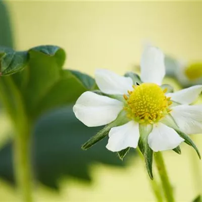 Fragaria x ananassa 'Elan' Fragaria x ananassa 'Elan'