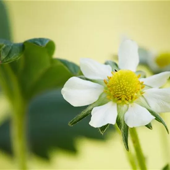 Fragaria x ananassa 'Elan' Fragaria x ananassa 'Elan'