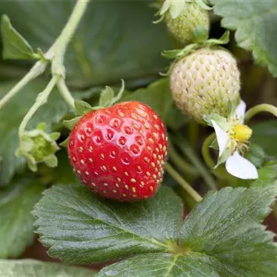 Fragaria x ananassa 'Mieze Schindler' Fragaria x ananassa 'Mieze Schindler'