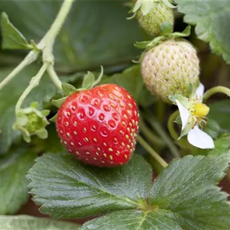 Fragaria x ananassa 'Mieze Schindler' Fragaria x ananassa 'Mieze Schindler'