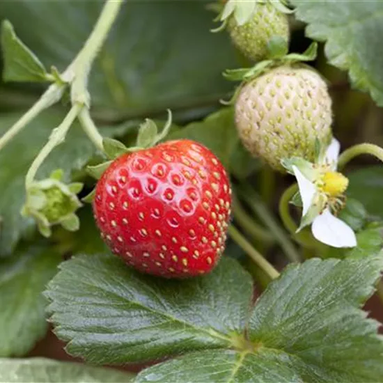 Fragaria x ananassa 'Mieze Schindler' Fragaria x ananassa 'Mieze Schindler'