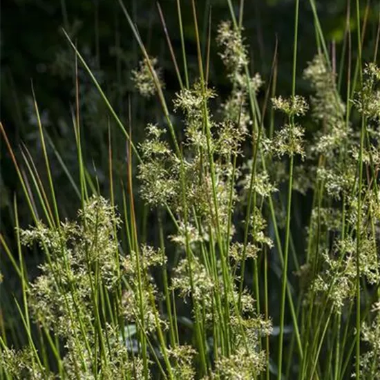 Juncus effusus Juncus effusus