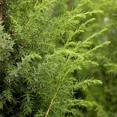 Juniperus communis