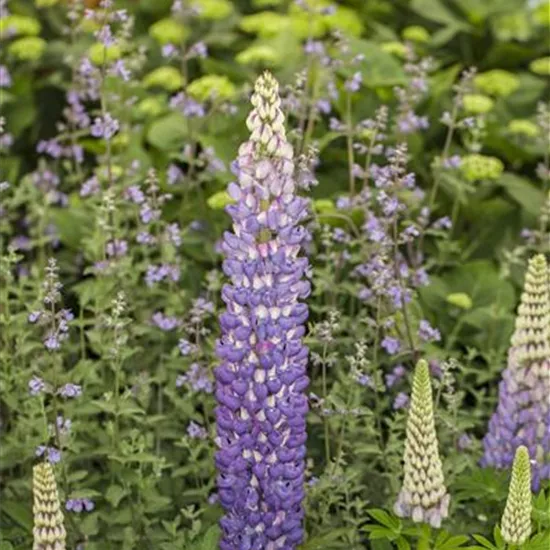 Lupinus polyphyllus