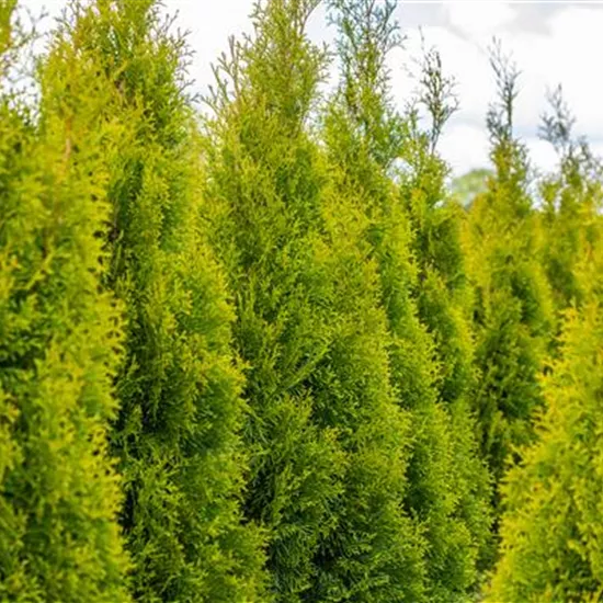 Thuja pflanzen und immergrüne Schönheit genießen