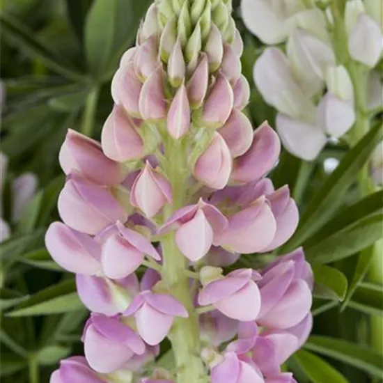 Lupinus polyphyllus 'Nanus Gallery'