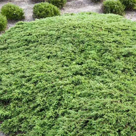 Juniperus communis 'Green Carpet' Juniperus communis 'Green Carpet'