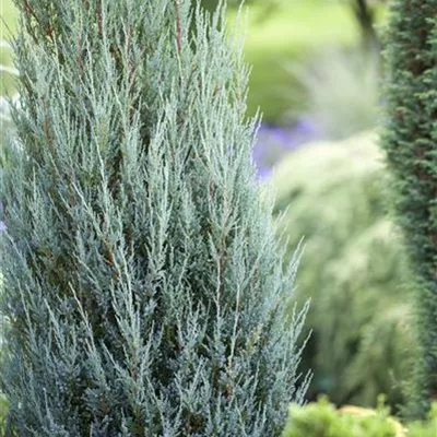 Juniperus virginiana 'Blue Arrow'