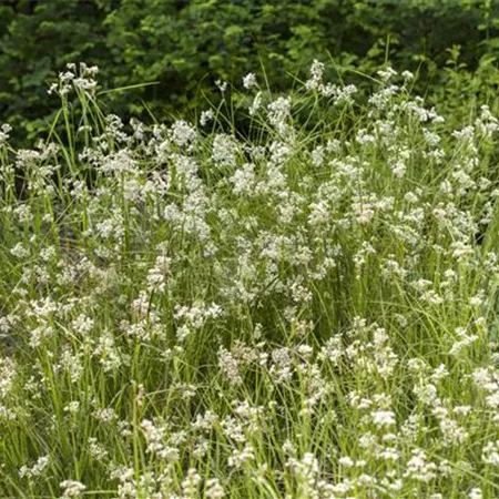 Luzula nivea Luzula nivea