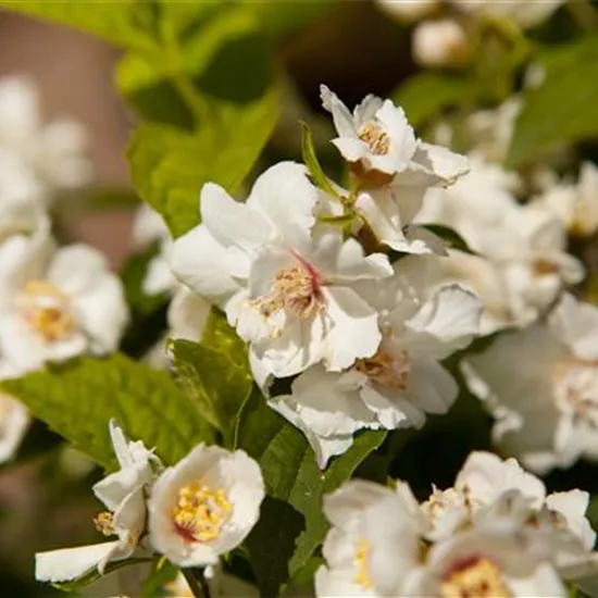Philadelphus x virginalis