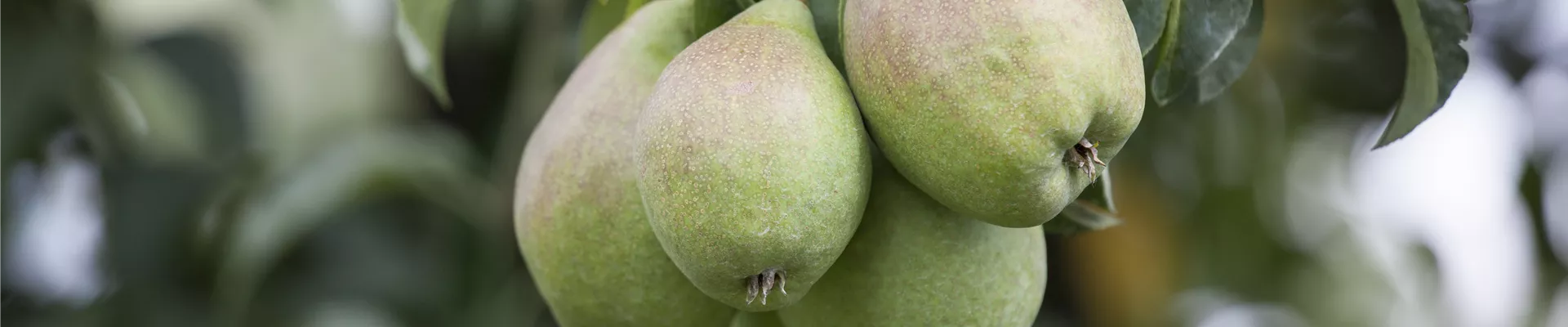 GS502771.jpg GS502771.jpg