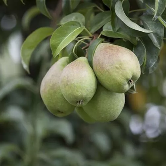 Einen Naschgarten mit Obstgehölzen anlegen und losnaschen Einen Naschgarten mit Obstgehölzen anlegen und losnaschen