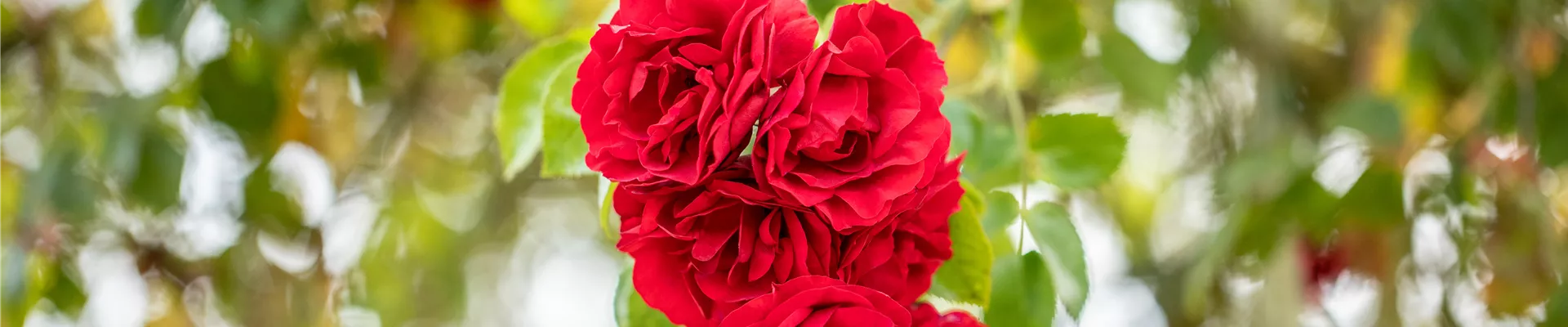 GS672487.jpg GS672487.jpg