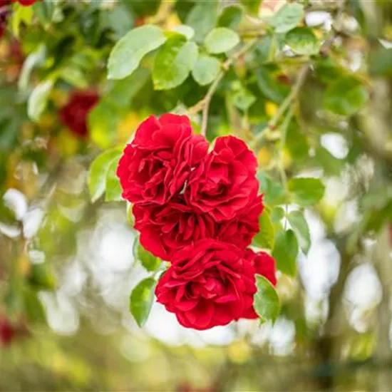 Einen Rosengarten gestalten – Hübsche Blüten überall Einen Rosengarten gestalten – Hübsche Blüten überall