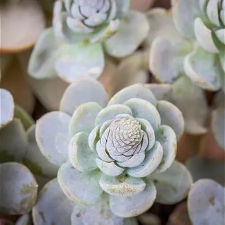 Orostachys iwarenge Orostachys iwarenge