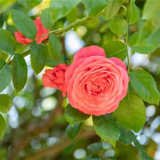 Krankheiten und Schädlinge bei Rosen erkennen und bekämpfen Krankheiten und Schädlinge bei Rosen erkennen und bekämpfen