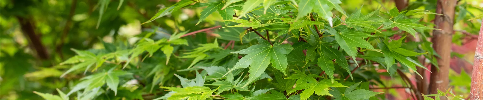 GS663702.jpg GS663702.jpg