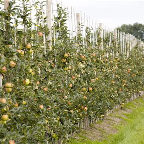 Malus domestica, Säule Malus domestica, Säule