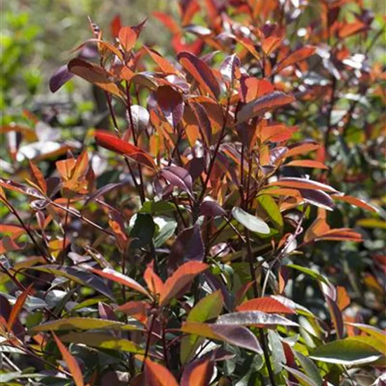 Photinia fraseri