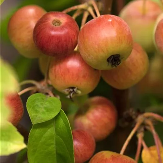 Malus 'Evereste'®