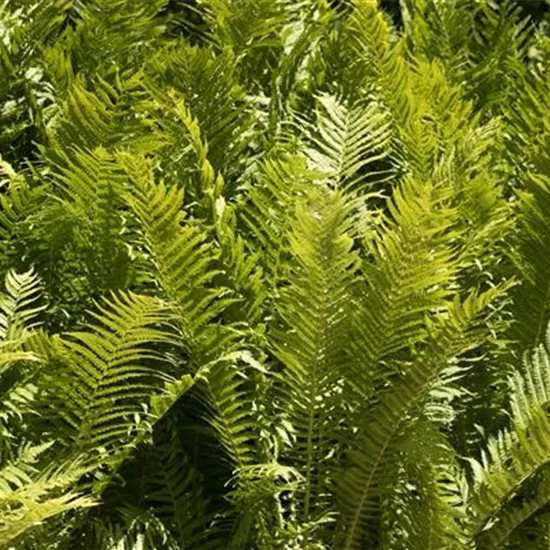 Farne im Garten als grüne Highlights im Schatten Farne im Garten als grüne Highlights im Schatten