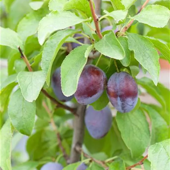 Prunus domestica subsp. domestica 'Hanita'(s)