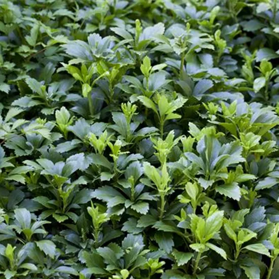 Pachysandra terminalis 'Green Carpet'® Pachysandra terminalis 'Green Carpet'®