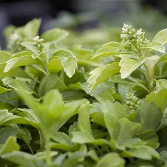 Pachysandra terminalis 'Green Sheen'® Pachysandra terminalis 'Green Sheen'®