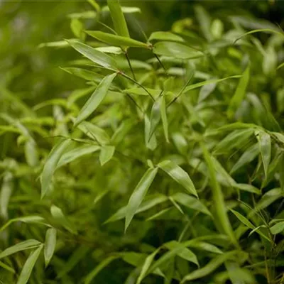 Phyllostachys aureosulcata Phyllostachys aureosulcata