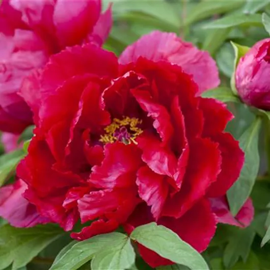 Paeonia lactiflora