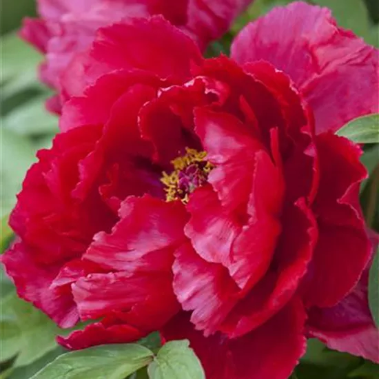 Paeonia lactiflora, rot