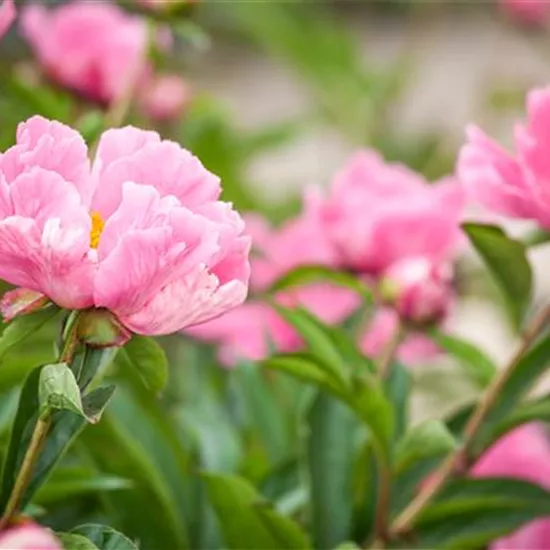 Paeonia lactiflora, rosa