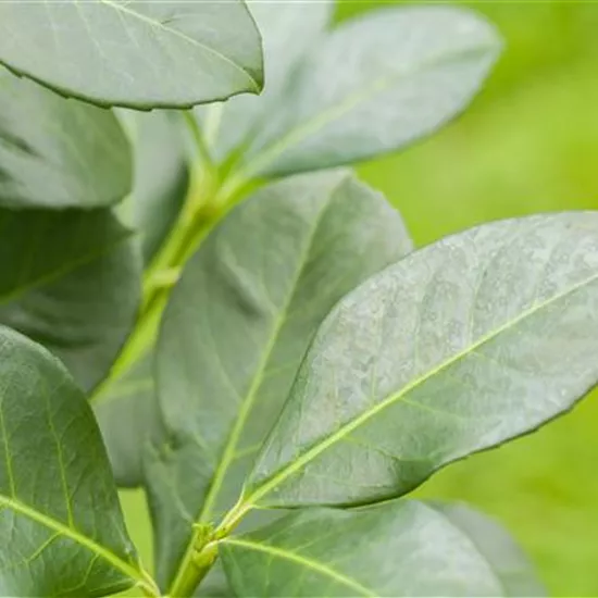 Prunus laurocerasus Prunus laurocerasus