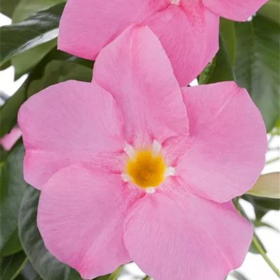 Mandevilla sanderi Mandevilla sanderi