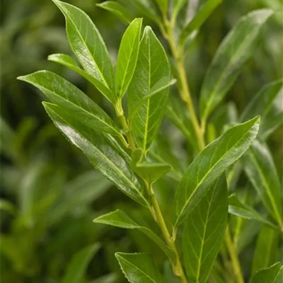 Prunus laurocerasus 'Caucasica' Prunus laurocerasus 'Caucasica'