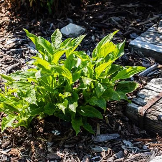 Funkien pflanzen und schattige Stellen bunt gestalten