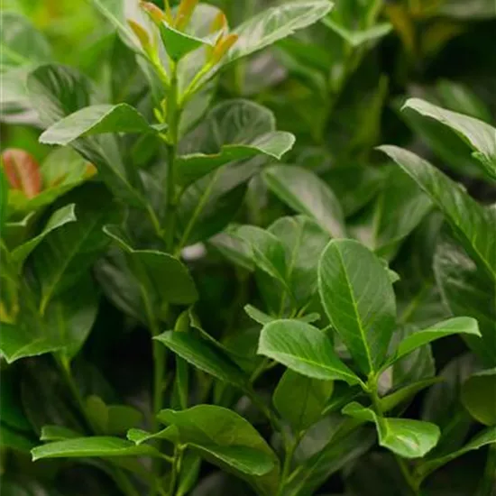 Prunus laurocerasus 'Etna'® Prunus laurocerasus 'Etna'®